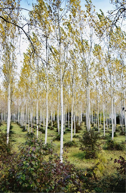 Иллюстрация к книге — Кайдзен. Японский метод трансформации привычек маленькими шагами [i_010.jpg]