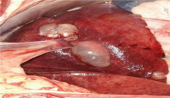 Иллюстрация к книге — Аллергия. Истинные причины. Лечение [i_019.jpg]