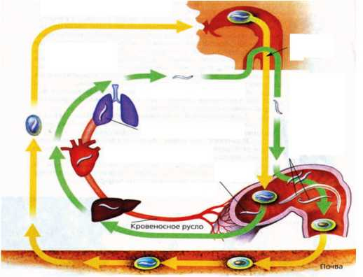 Иллюстрация к книге — Аллергия. Истинные причины. Лечение [i_022.jpg]