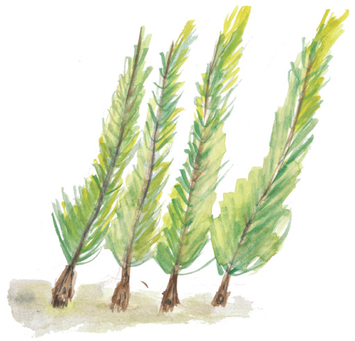 Иллюстрация к книге — Время услышать себя. Практики осознанности, доброты и сострадания к себе на целый год [img_33.jpg]