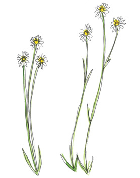 Иллюстрация к книге — Время услышать себя. Практики осознанности, доброты и сострадания к себе на целый год [img_8.jpg]