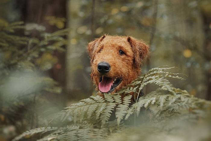 Иллюстрация к книге — Хорошая собака плохой породы не бывает [i_006.jpg]