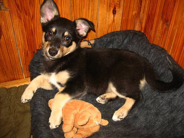 Иллюстрация к книге — Хорошая собака плохой породы не бывает [i_007.jpg]