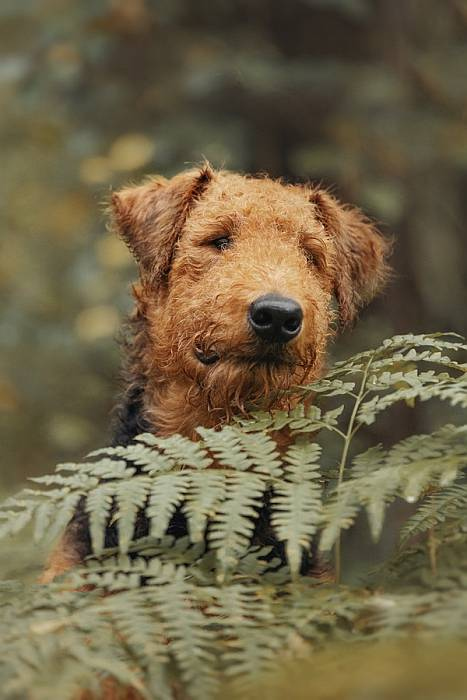 Иллюстрация к книге — Хорошая собака плохой породы не бывает [i_009.jpg]