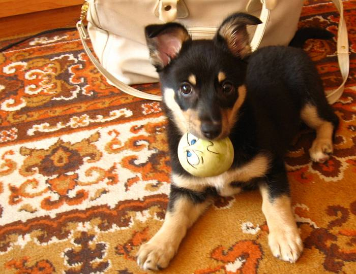 Иллюстрация к книге — Хорошая собака плохой породы не бывает [i_013.jpg]