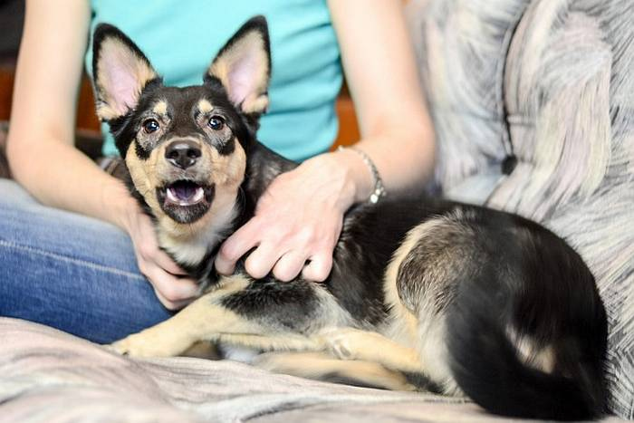 Иллюстрация к книге — Хорошая собака плохой породы не бывает [i_017.jpg]