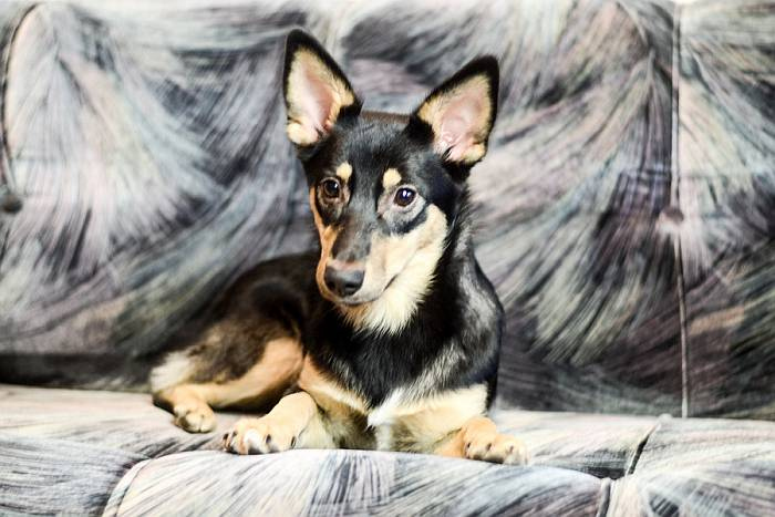 Иллюстрация к книге — Хорошая собака плохой породы не бывает [i_039.jpg]