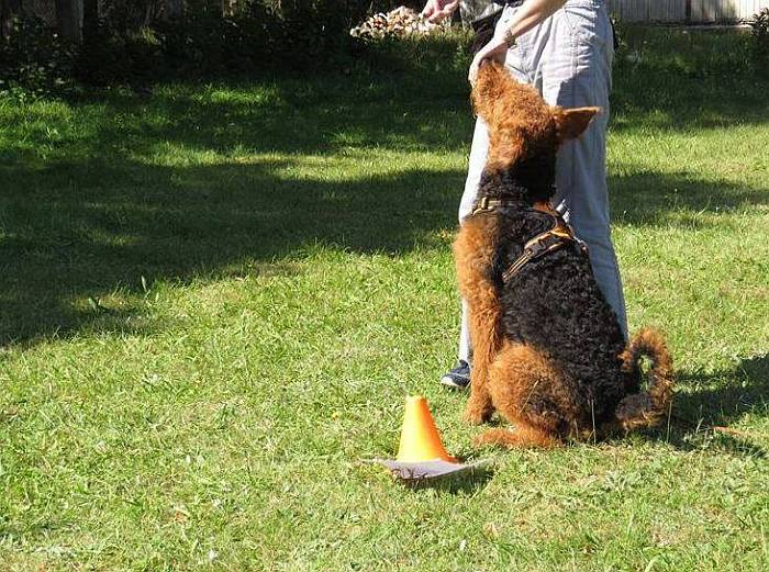 Иллюстрация к книге — Хорошая собака плохой породы не бывает [i_042.jpg]