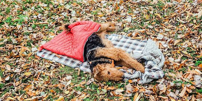 Иллюстрация к книге — Хорошая собака плохой породы не бывает [i_044.jpg]