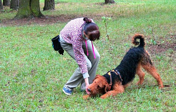 Иллюстрация к книге — Хорошая собака плохой породы не бывает [i_046.jpg]