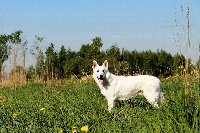 Иллюстрация к книге — Хорошая собака плохой породы не бывает [i_048.jpg]