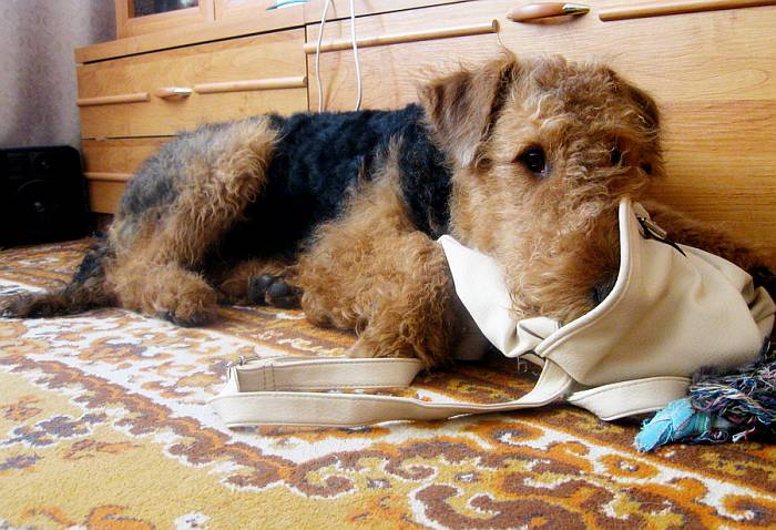 Иллюстрация к книге — Хорошая собака плохой породы не бывает [i_049.jpg]