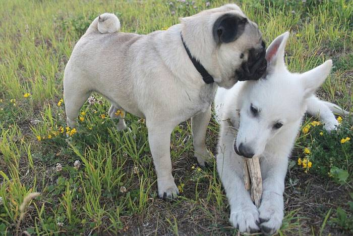 Иллюстрация к книге — Хорошая собака плохой породы не бывает [i_052.jpg]