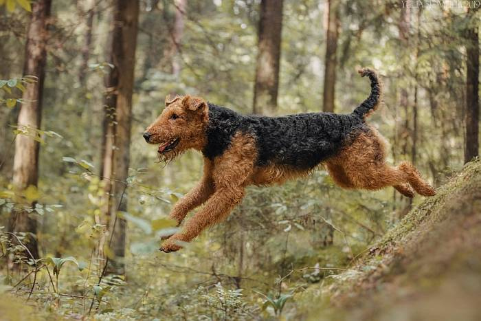 Иллюстрация к книге — Хорошая собака плохой породы не бывает [i_061.jpg]