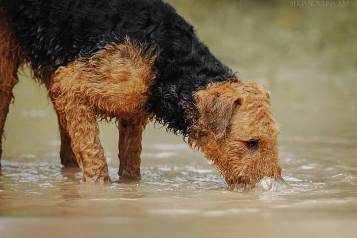 Иллюстрация к книге — Хорошая собака плохой породы не бывает [i_062.jpg]