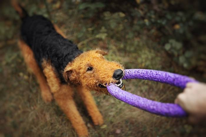 Иллюстрация к книге — Хорошая собака плохой породы не бывает [i_066.jpg]