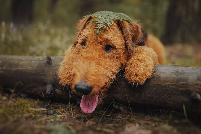 Иллюстрация к книге — Хорошая собака плохой породы не бывает [i_076.jpg]