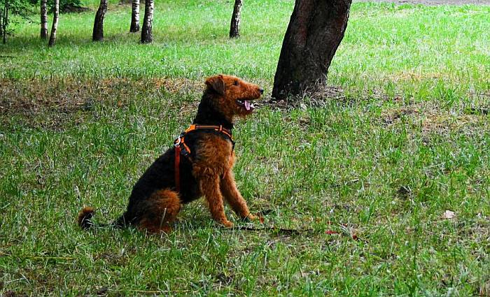 Иллюстрация к книге — Хорошая собака плохой породы не бывает [i_088.jpg]