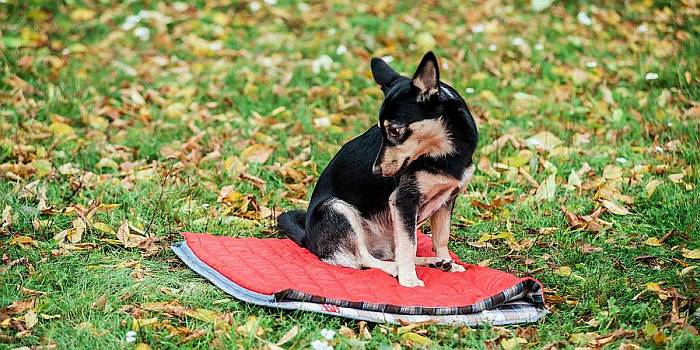 Иллюстрация к книге — Хорошая собака плохой породы не бывает [i_091.jpg]