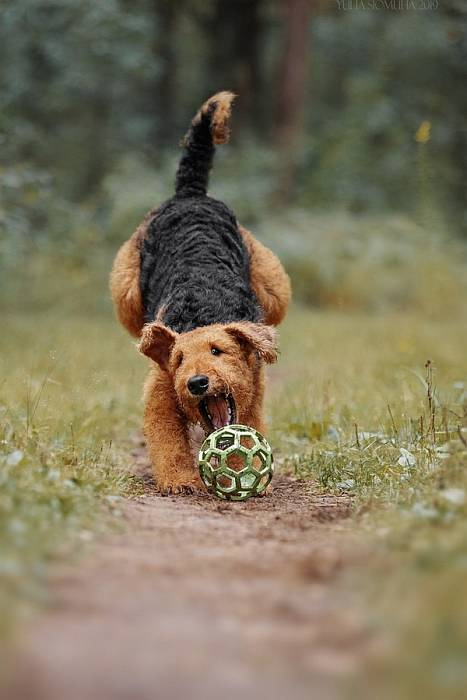 Иллюстрация к книге — Хорошая собака плохой породы не бывает [i_095.jpg]