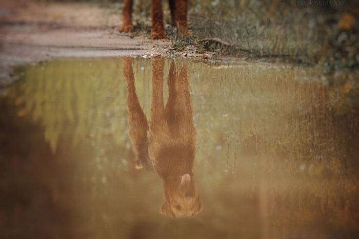 Иллюстрация к книге — Хорошая собака плохой породы не бывает [i_100.jpg]