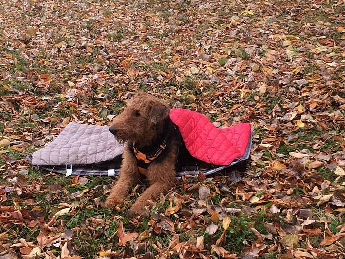 Иллюстрация к книге — Хорошая собака плохой породы не бывает [i_103.jpg]