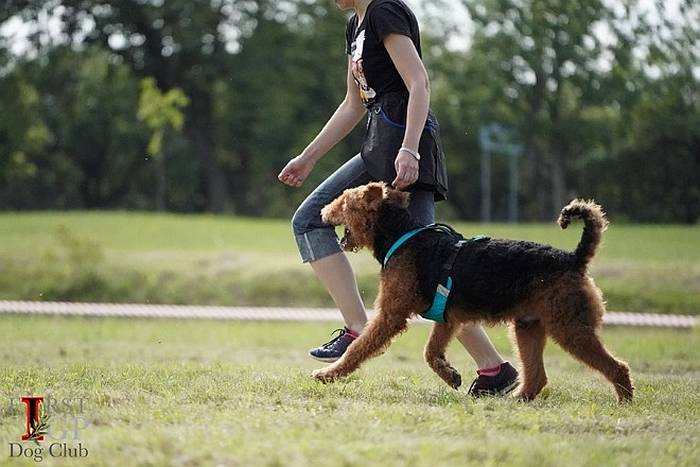 Иллюстрация к книге — Хорошая собака плохой породы не бывает [i_104.jpg]