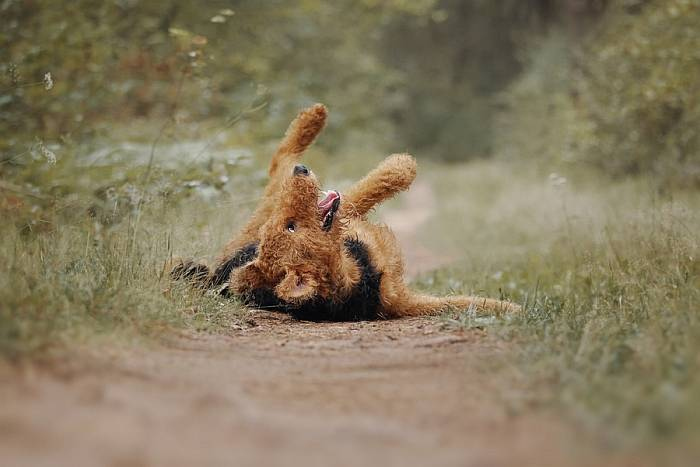 Иллюстрация к книге — Хорошая собака плохой породы не бывает [i_109.jpg]