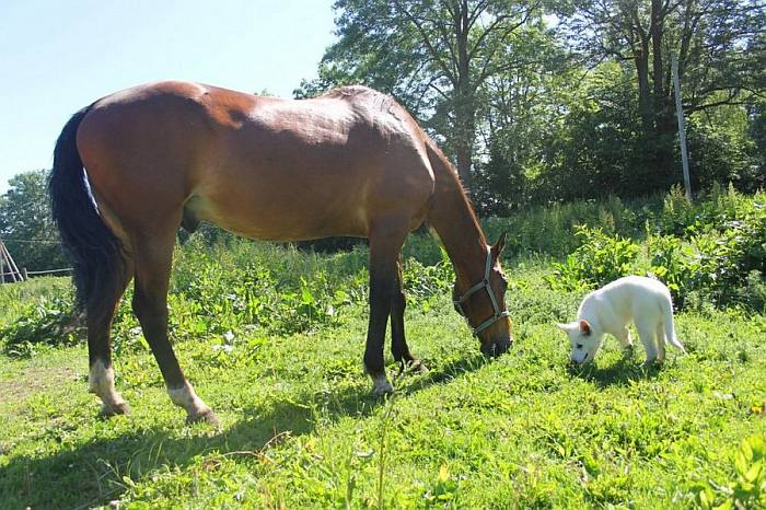Иллюстрация к книге — Хорошая собака плохой породы не бывает [i_111.jpg]