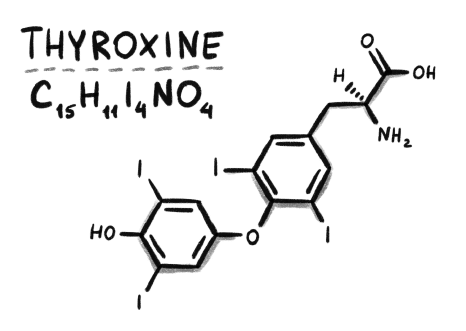 Иллюстрация к книге — Гормоничный ребенок. Рекомендации от практикующего детского эндокринолога [i_008.jpg]