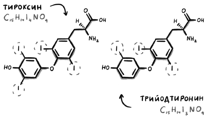 Иллюстрация к книге — Гормоничный ребенок. Рекомендации от практикующего детского эндокринолога [i_009.jpg]