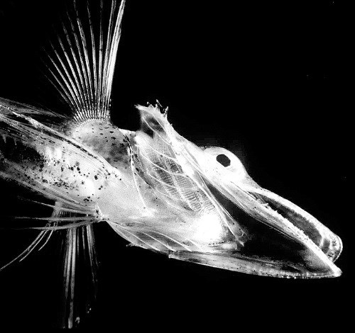 Иллюстрация к книге — Взламывая анатомию [image106.jpg]