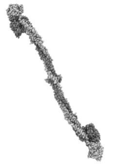 Иллюстрация к книге — Взламывая анатомию [image110.jpg]