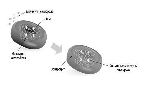 Иллюстрация к книге — Взламывая анатомию [image113.jpg]