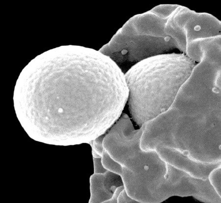 Иллюстрация к книге — Взламывая анатомию [image121.jpg]