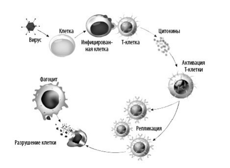 Иллюстрация к книге — Взламывая анатомию [image128.jpg]