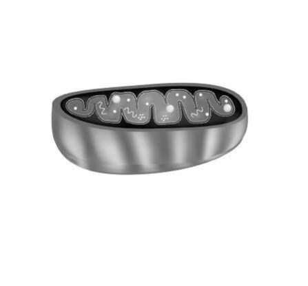 Иллюстрация к книге — Взламывая анатомию [image13.jpg]