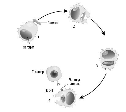 Иллюстрация к книге — Взламывая анатомию [image131.jpg]