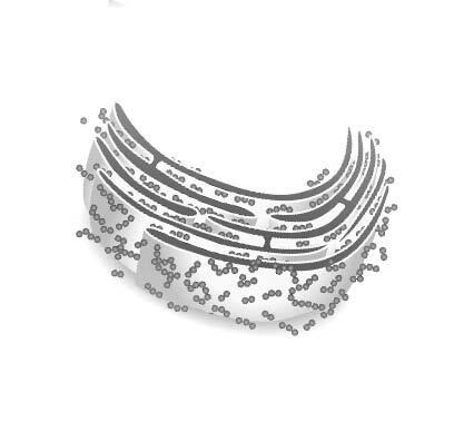 Иллюстрация к книге — Взламывая анатомию [image14.jpg]