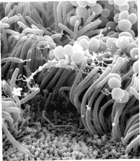 Иллюстрация к книге — Взламывая анатомию [image140.jpg]