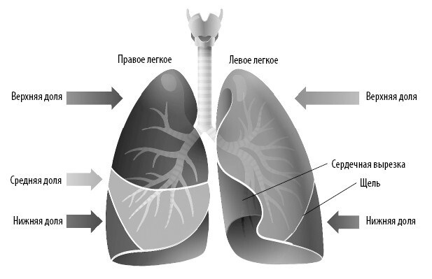Иллюстрация к книге — Взламывая анатомию [image144.jpg]
