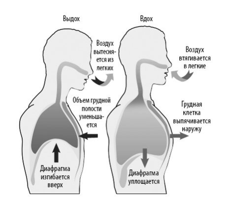 Иллюстрация к книге — Взламывая анатомию [image147.jpg]