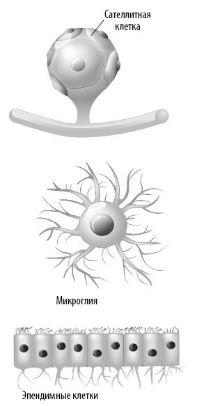 Иллюстрация к книге — Взламывая анатомию [image154.jpg]