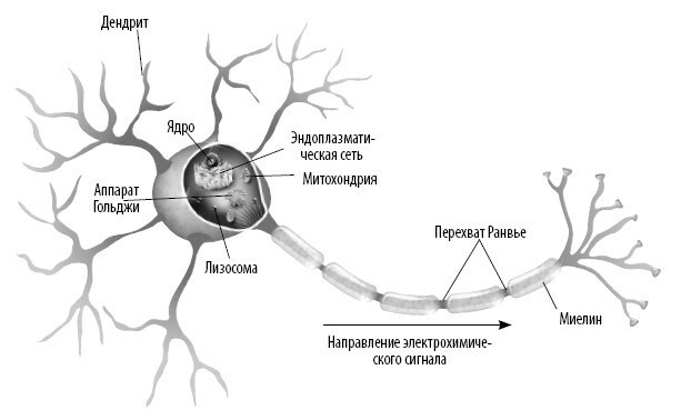 Иллюстрация к книге — Взламывая анатомию [image156.jpg]