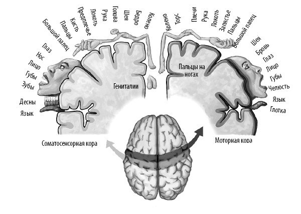 Иллюстрация к книге — Взламывая анатомию [image168.jpg]