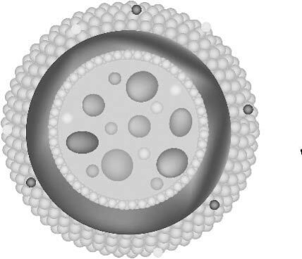 Иллюстрация к книге — Взламывая анатомию [image17.jpg]