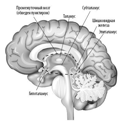 Иллюстрация к книге — Взламывая анатомию [image173.jpg]