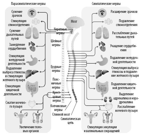 Иллюстрация к книге — Взламывая анатомию [image185.jpg]