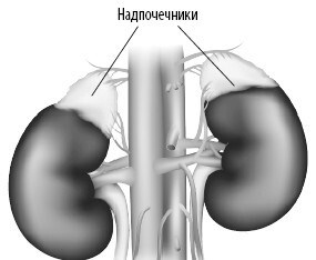 Иллюстрация к книге — Взламывая анатомию [image188.jpg]