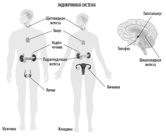 Иллюстрация к книге — Взламывая анатомию [image190.jpg]